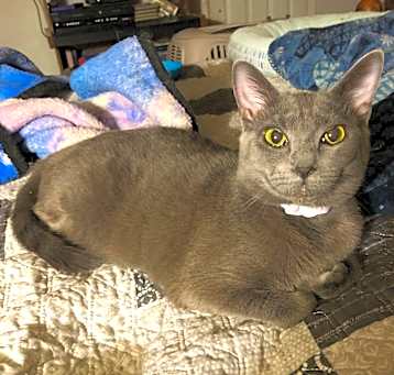 Photo of Misty