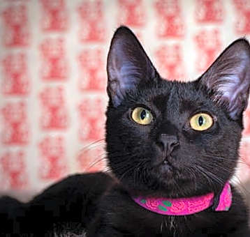 Photo of Starling