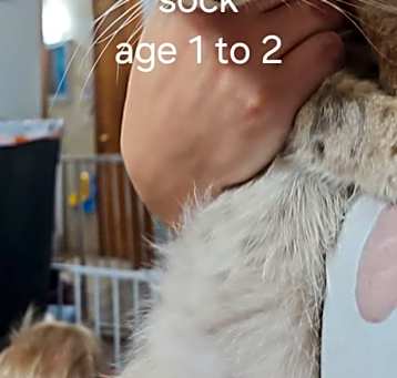 Photo of Socks