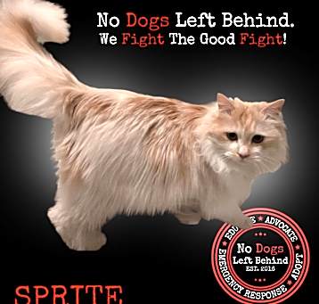 Photo of Sprite 9340