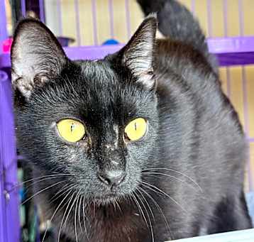 Photo of Nebula