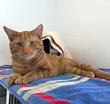 Photo of Chester