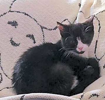 Photo of Pumpkin