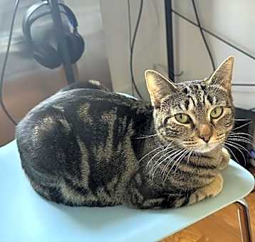 Photo of Major