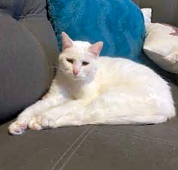 Photo of Salt