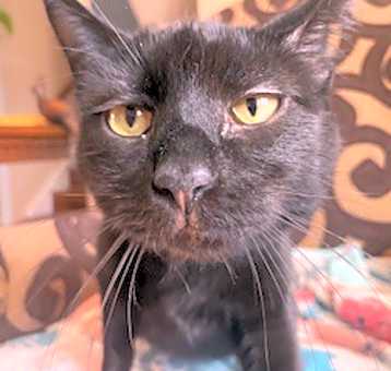 Photo of Pepper