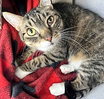 Photo of Smokey