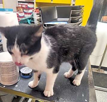 Photo of Figaro