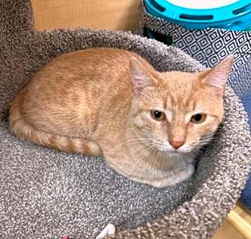 Photo of Topaz *Bonded with Spinel*