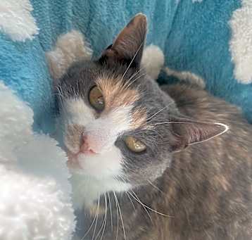 Photo of Boo
