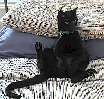 Photo of Boo