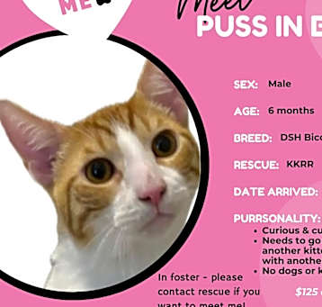Photo of Puss In Boots