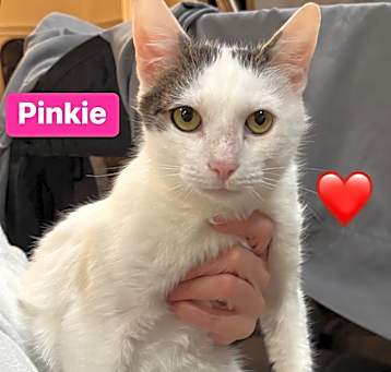 Photo of Pinky