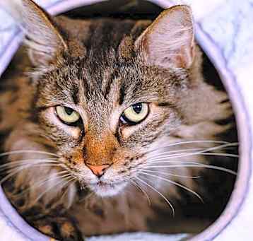Photo of Belinda (bonded w/ Target)