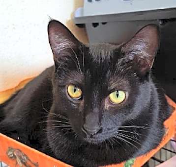 Photo of Pebble
