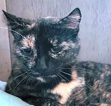 Photo of Snickers