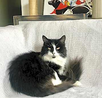 Photo of Shelby