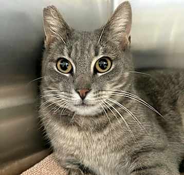 Photo of Pumpkin