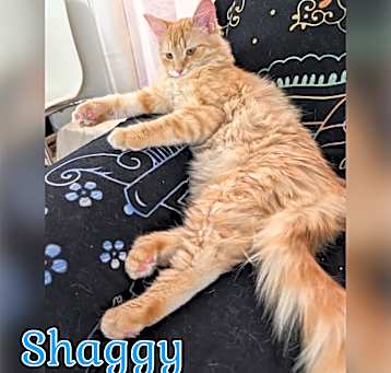 Photo of Shaggy