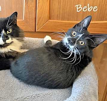 Photo of Tina and Bebe