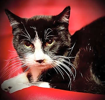 Photo of Stewy