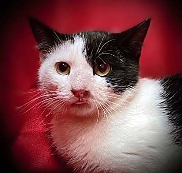 Photo of Toby