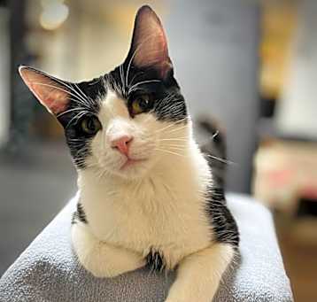 Photo of Cassius