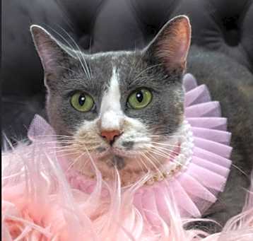 Photo of Paprika