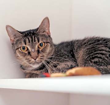 Photo of Tabitha