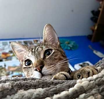 Photo of Hank