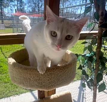 Photo of Snowball