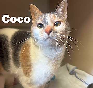 Photo of Coco 250083