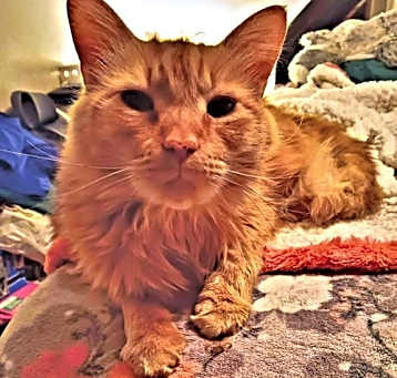 Photo of Tiger