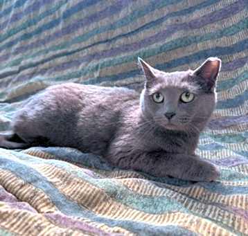 Photo of Pewter