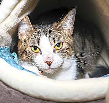 Photo of Tinkerbell
