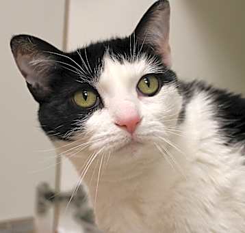 Photo of Izzy