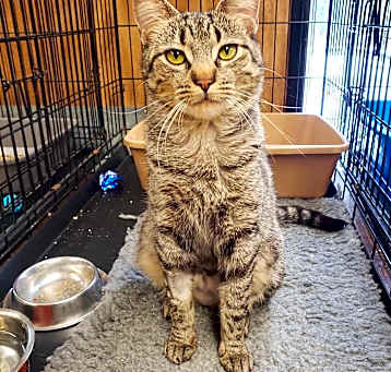 Photo of Diamond