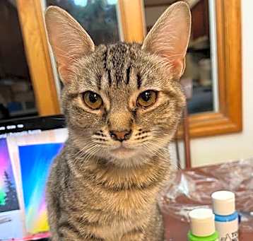 Photo of Arwin