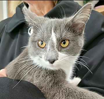 Photo of Bell