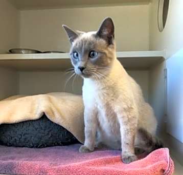 Photo of Gemma (Approved application)