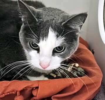 Photo of Gypsy