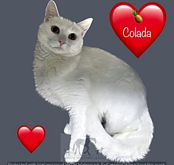 Photo of COLADA