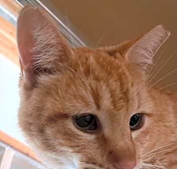 Photo of Rusty