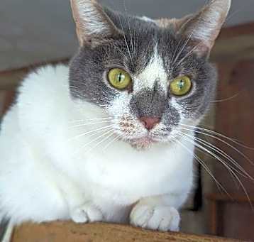 Photo of Violet