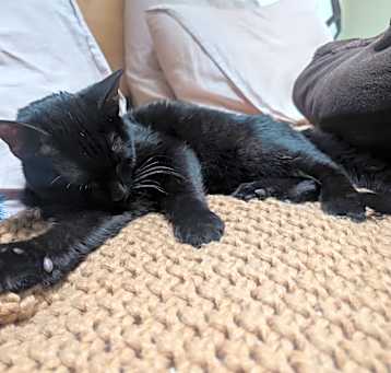 Photo of Sir Poppins-Lover Boy