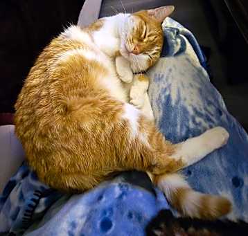 Photo of Minerva
