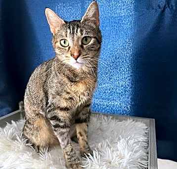 Photo of Stella