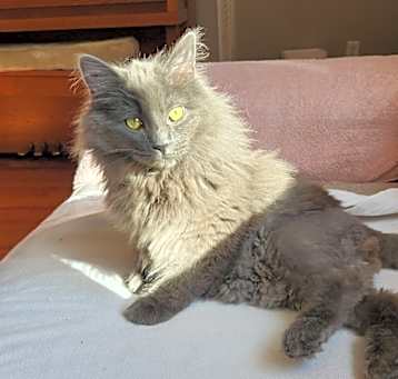Photo of Blue