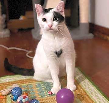 Photo of Pet