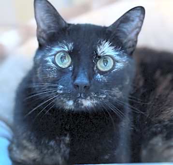 Photo of Sonnet